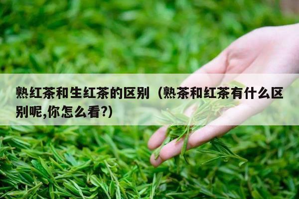 熟红茶和生红茶的区别（熟茶和红茶有什么区别呢,你怎么看?）