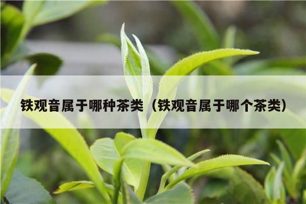 铁观音属于哪种茶类（铁观音属于哪个茶类）