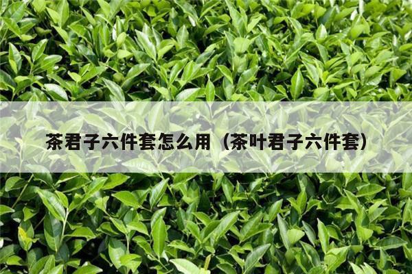 茶君子六件套怎么用（茶叶君子六件套）