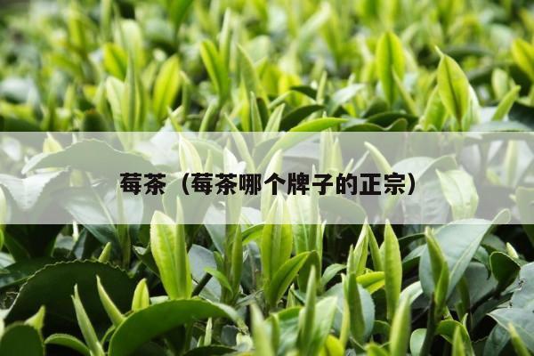 莓茶（莓茶哪个牌子的正宗）