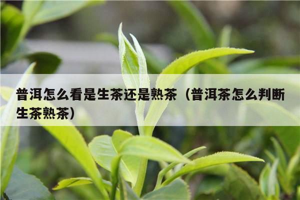 普洱怎么看是生茶还是熟茶（普洱茶怎么判断生茶熟茶）