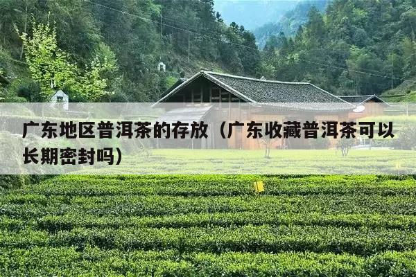 广东地区普洱茶的存放（广东收藏普洱茶可以长期密封吗）