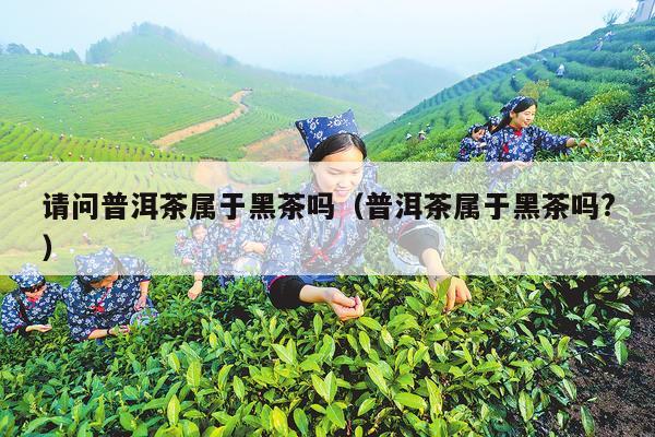 请问普洱茶属于黑茶吗（普洱茶属于黑茶吗?）