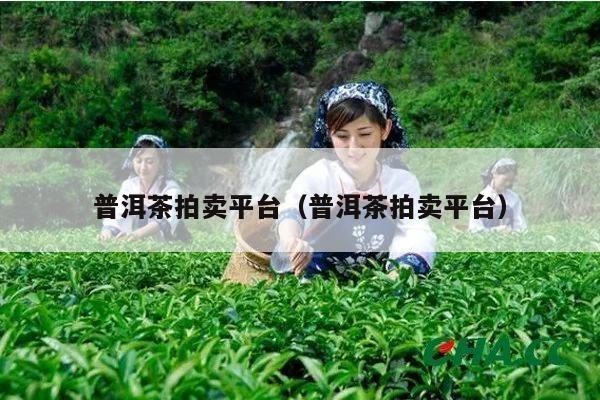 普洱茶拍卖平台（普洱茶拍卖平台）