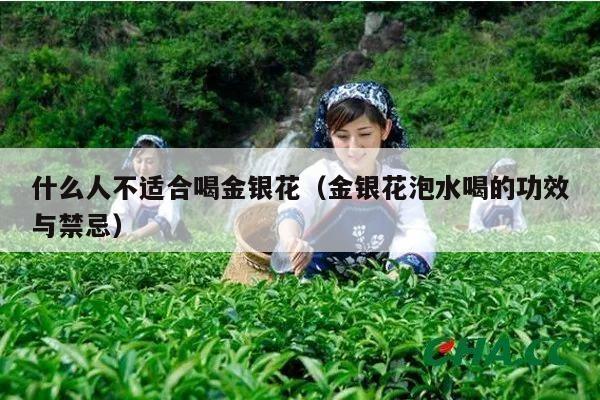 什么人不适合喝金银花（金银花泡水喝的功效与禁忌）