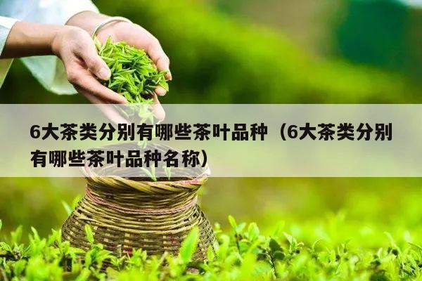 6大茶类分别有哪些茶叶品种（6大茶类分别有哪些茶叶品种名称）