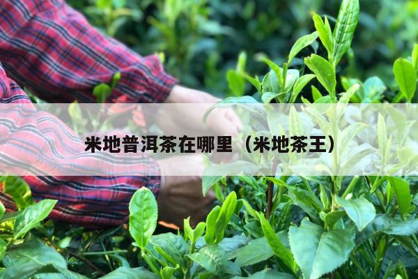 米地普洱茶在哪里（米地茶王）