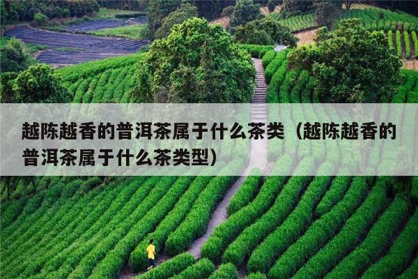 越陈越香的普洱茶属于什么茶类（越陈越香的普洱茶属于什么茶类型）