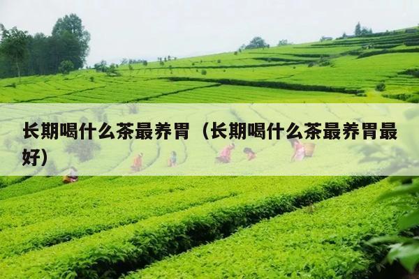 长期喝什么茶最养胃（长期喝什么茶最养胃最好）