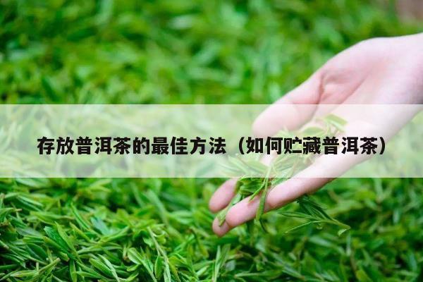 存放普洱茶的最佳方法（如何贮藏普洱茶）