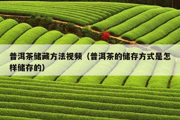 普洱茶储藏方法视频（普洱茶的储存方式是怎样储存的）