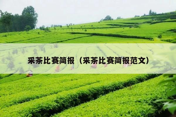 采茶比赛简报（采茶比赛简报范文）