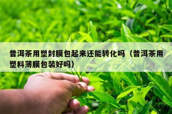 普洱茶用塑封膜包起来还能转化吗（普洱茶用塑料薄膜包装好吗）