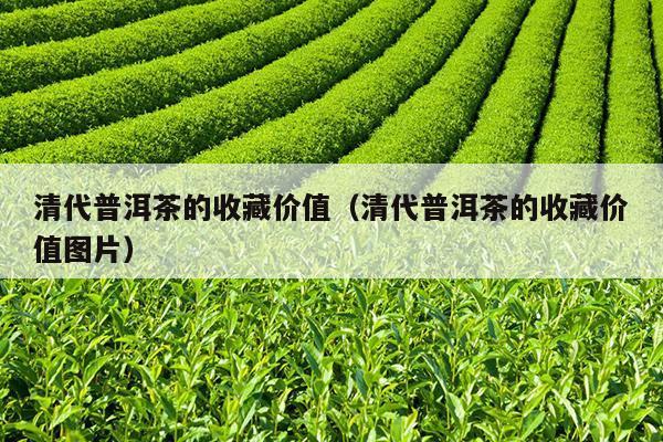 清代普洱茶的收藏价值（清代普洱茶的收藏价值图片）