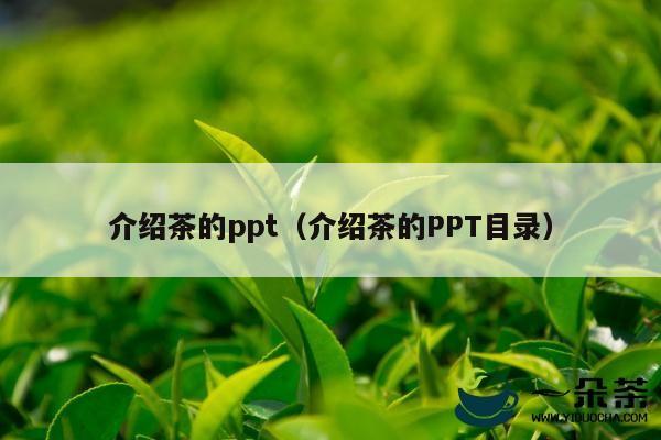 介绍茶的ppt（介绍茶的PPT目录）