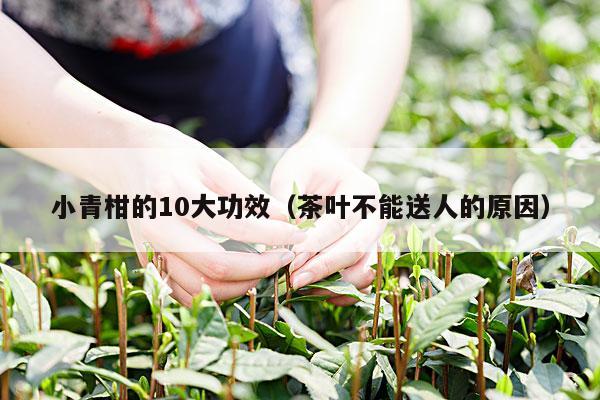 小青柑的10大功效（茶叶不能送人的原因）