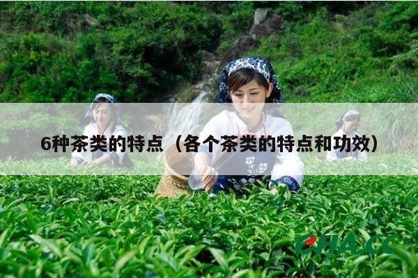 6种茶类的特点（各个茶类的特点和功效）