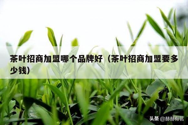 茶叶招商加盟哪个品牌好（茶叶招商加盟要多少钱）