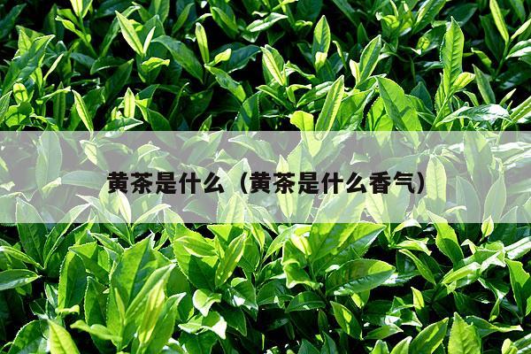 黄茶是什么（黄茶是什么香气）