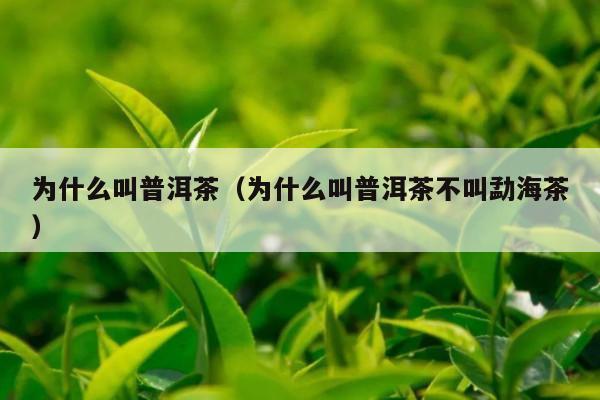 为什么叫普洱茶（为什么叫普洱茶不叫勐海茶）