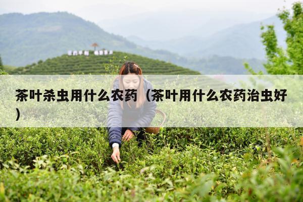 茶叶杀虫用什么农药（茶叶用什么农药治虫好）