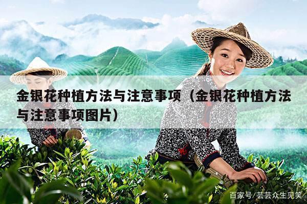 金银花种植方法与注意事项（金银花种植方法与注意事项图片）