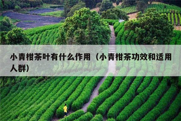 小青柑茶叶有什么作用（小青柑茶功效和适用人群）