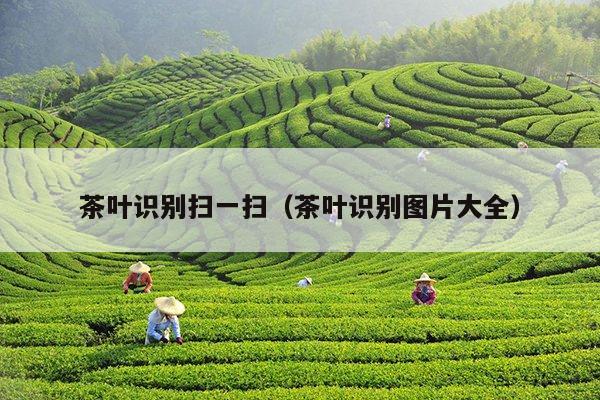 茶叶识别扫一扫（茶叶识别图片大全）