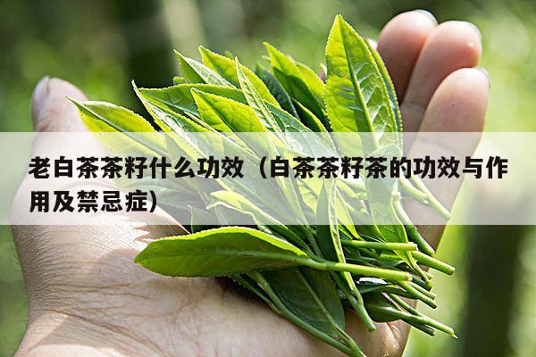 老白茶茶籽什么功效（白茶茶籽茶的功效与作用及禁忌症）