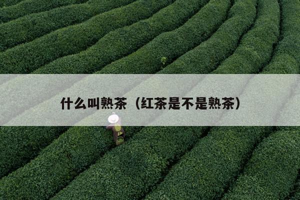 什么叫熟茶（红茶是不是熟茶）