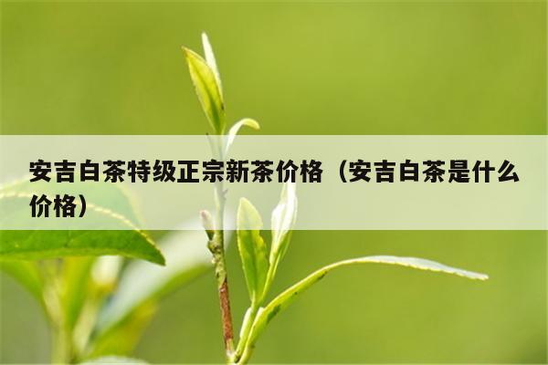 安吉白茶特级正宗新茶价格（安吉白茶是什么价格）