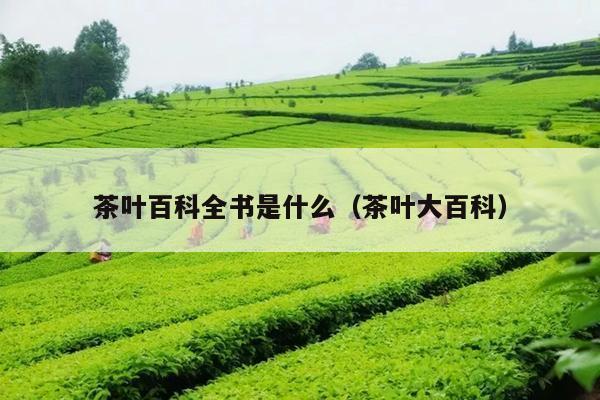 茶叶百科全书是什么（茶叶大百科）