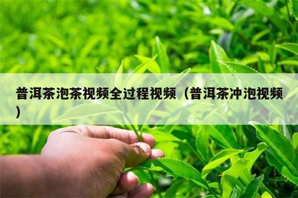 普洱茶泡茶视频全过程视频（普洱茶冲泡视频）