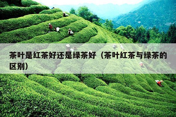 茶叶是红茶好还是绿茶好（茶叶红茶与绿茶的区别）