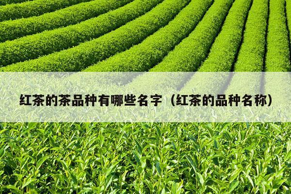 红茶的茶品种有哪些名字（红茶的品种名称）