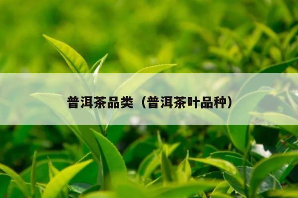 普洱茶品类（普洱茶叶品种）