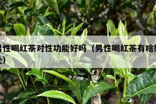 男性喝红茶对性功能好吗（男性喝红茶有啥好处）