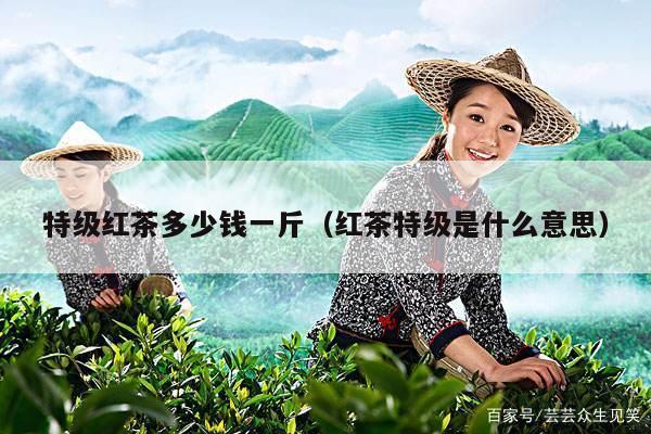 特级红茶多少钱一斤（红茶特级是什么意思）