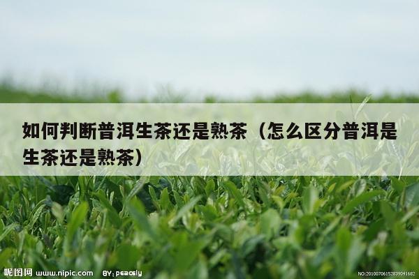 如何判断普洱生茶还是熟茶（怎么区分普洱是生茶还是熟茶）