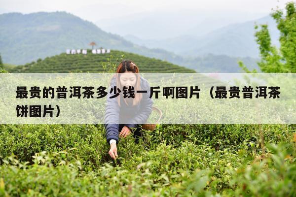 最贵的普洱茶多少钱一斤啊图片（最贵普洱茶饼图片）