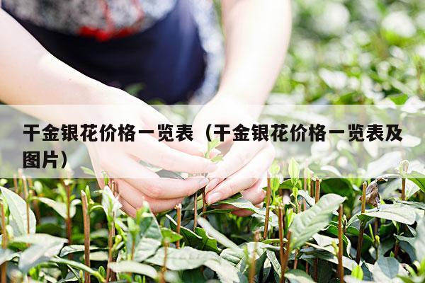 干金银花价格一览表（干金银花价格一览表及图片）