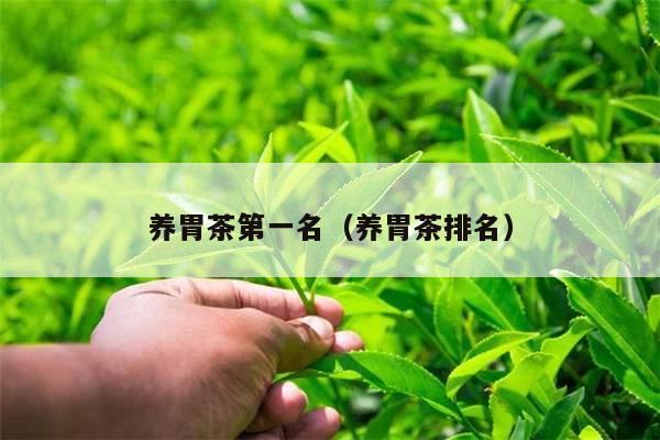 养胃茶第一名（养胃茶排名）