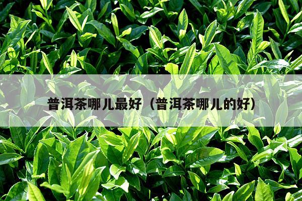 普洱茶哪儿最好（普洱茶哪儿的好）