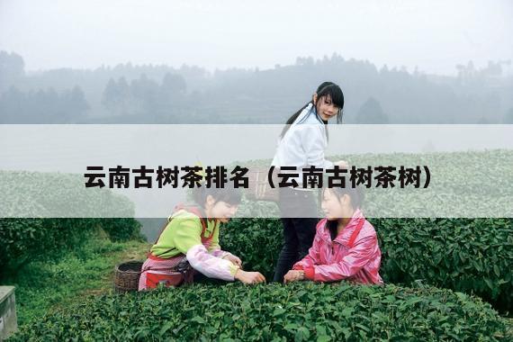 云南古树茶排名（云南古树茶树）