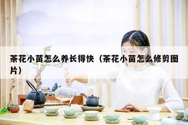 茶花小苗怎么养长得快（茶花小苗怎么修剪图片）