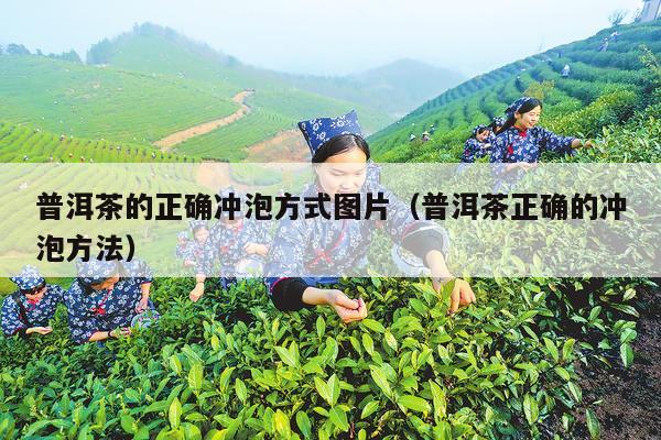 普洱茶的正确冲泡方式图片（普洱茶正确的冲泡方法）