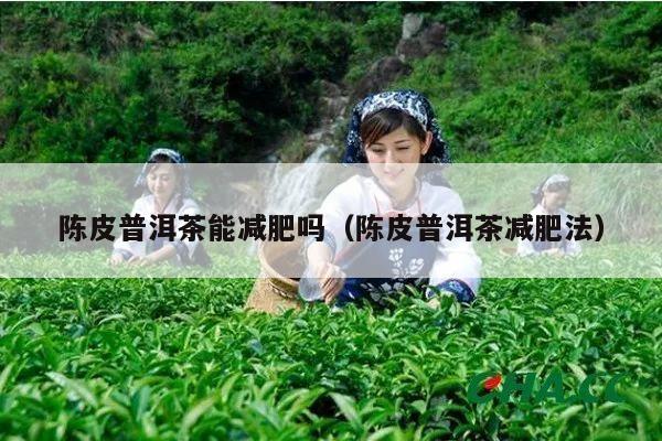 陈皮普洱茶能减肥吗（陈皮普洱茶减肥法）