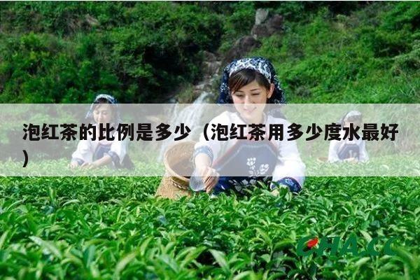 泡红茶的比例是多少（泡红茶用多少度水最好）