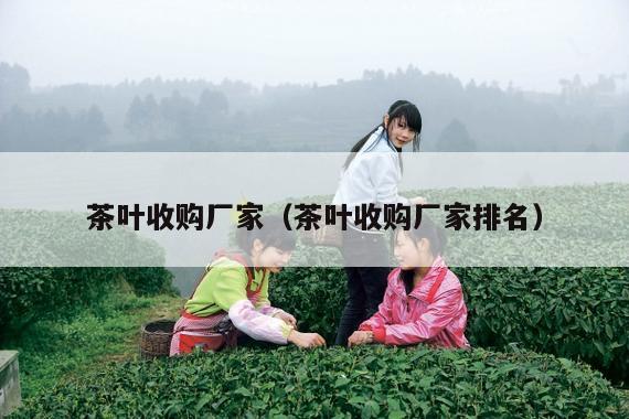 茶叶收购厂家（茶叶收购厂家排名）