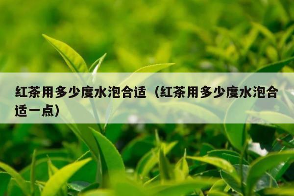 红茶用多少度水泡合适（红茶用多少度水泡合适一点）